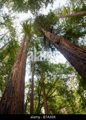 Portrait de jeune fille et garçon en face Muir Woods National Monument, California, USA Banque D'Images