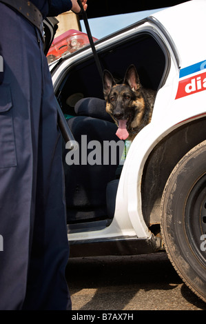 Avec des chiens de police Officer Banque D'Images