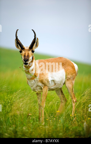 L'Antilope, Parc National de Wind Cave, Dakota du Sud, USA Banque D'Images