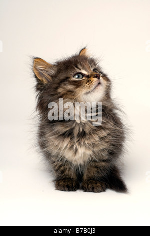 Mignon chaton de six semaines Banque D'Images