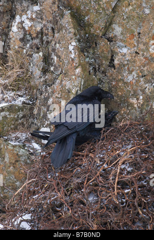 Grand corbeau Corvus corax alimentation mâle femelle sur son nid alors qu'elle est assis sur des œufs Dumfries Galloway Ecosse Mars Banque D'Images