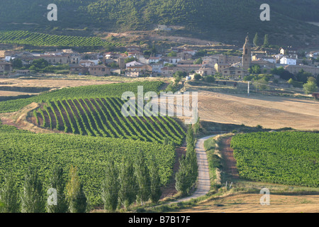 Vignes pendant la saison estivale dans Monjardin, Navarre Banque D'Images