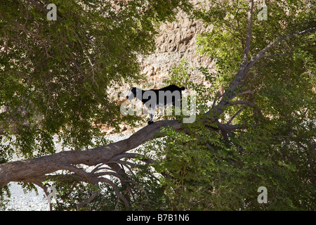 Petite chèvre grimpant sur les branches de l'argan, animal, nature, voyage, désert,aride, plante, corne, feuilles, sauvage,Végétation, alimentation en Oman. Banque D'Images