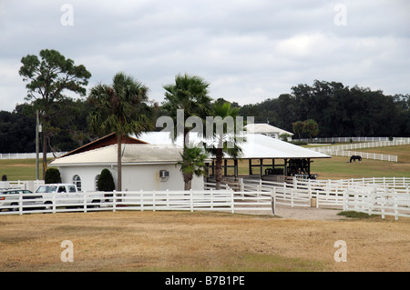 Nouvelle Angleterre Shire Horse Center à Ocala en Floride USA Banque D'Images