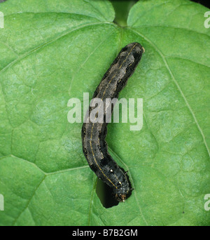 Leafworm ou coton chenille légionnaire de la Spodoptera littoralis se nourrissent d'une feuille de coton Banque D'Images