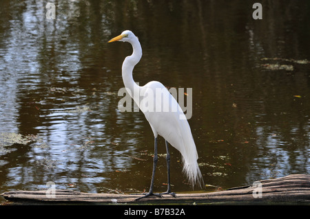 Une Grande Aigrette perches dans un marais Banque D'Images