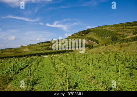 Vignobles à proximité du village dans la région de Bischoffingen thr Kaiserstuhl Banque D'Images