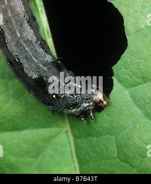 Leafworm ou coton chenille légionnaire de la Spodoptera littoralis se nourrissent d'une feuille de coton Banque D'Images