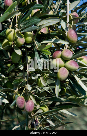 Sur une branche d'olives à Chypre Banque D'Images