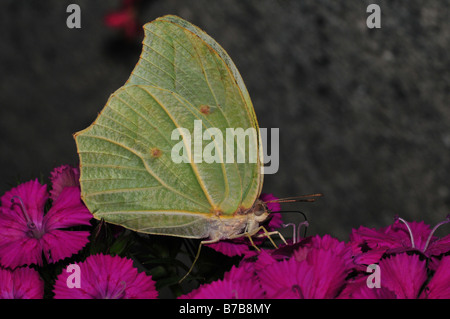 White-Angled (soufre Parabuteo) Butterfly Banque D'Images