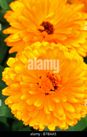 Calendula officinalis 'Fiesta Gitana' Pot marigold orange pâle fleur jaune fleur assemblée Banque D'Images