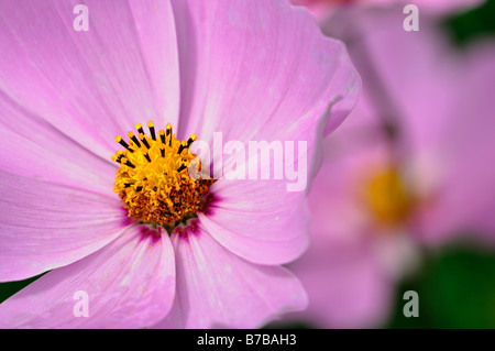 Cosmos bipinnatus sensation libre mixte close up detail fleur rose fleur annuelle résumé flou diffus Banque D'Images