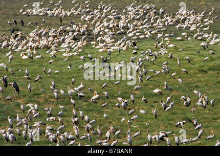 Bec jaune Mycteria ibis tantales près des sources dans le parc national du lac Manyara Tanzanie Banque D'Images