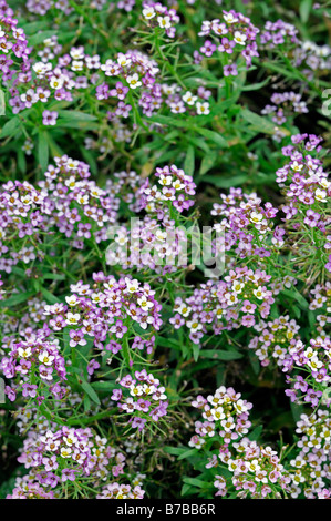 Lobularia maritima tapis de neige Alyssum syn wonderland cultivar fleur rose fleur abondante masse annuelle profusion color Banque D'Images