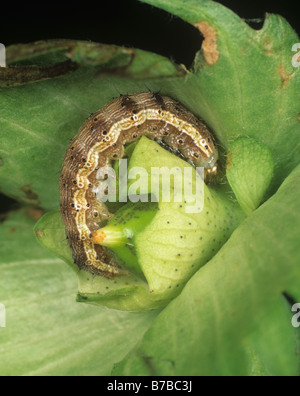 Le coton africain ou bollworm Helicoverpa armigera sur carré de coton Andalousie Espagne Banque D'Images