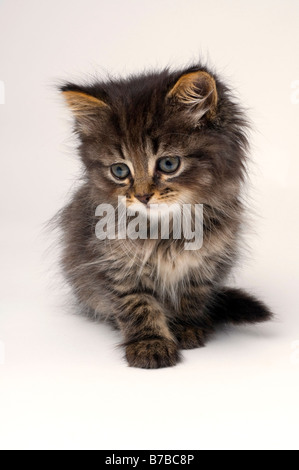 Mignon chaton de six semaines Banque D'Images