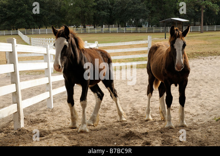 Nouvelle Angleterre Shire Horse Center à Ocala en Floride USA deux jeunes chevaux shire Banque D'Images