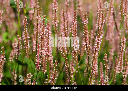 PERSICARIA AMPLEXICAULIS ROSEA Banque D'Images