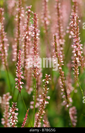 PERSICARIA AMPLEXICAULIS ROSEA Banque D'Images