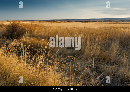 Les zones humides au centre de la route de patrouille au malheur National Wildlife Refuge Oregon USA Banque D'Images