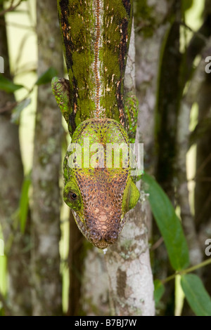 Globe horned Chameleon Madagascar. Wild - rejets non requis Banque D'Images