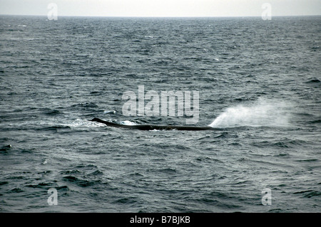 Cachalot Physeter macrocephalus l'île Kiska Aléoutiennes Alaksa United States Juin Physeteridae Adultes Banque D'Images