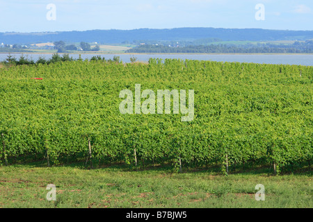 Vignoble dans la vallée de l'Annapolis en Nouvelle-Écosse, Canada Banque D'Images