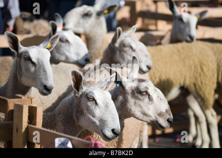 Juste des moutons Masham North Yorkshire England UK Banque D'Images