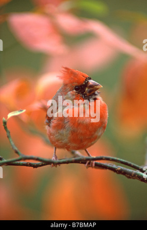 Le Cardinal rouge mue - verticale Banque D'Images