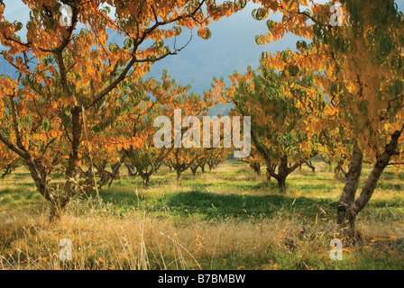 Verger de pêchers en automne à John Day River Valley près de Kimberly Oregon USA Banque D'Images