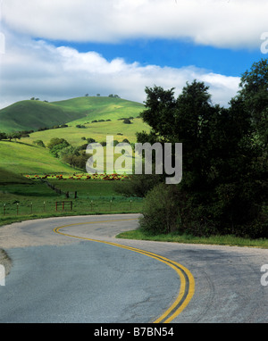 CARMEL VALLEY ROAD serpente à travers les collines parsemées de chênes du CARMEL CALIFORNIE PAYS BOVINS VALLLEYS Banque D'Images