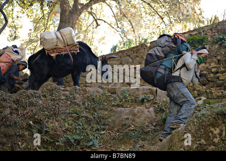 Les porteurs népalais transportant des marchandises dans le parc national de Sagarmatha Vallée de l'Everest région de Khumbu au Népal Banque D'Images