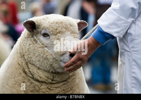 Juste des moutons Masham North Yorkshire England UK Banque D'Images