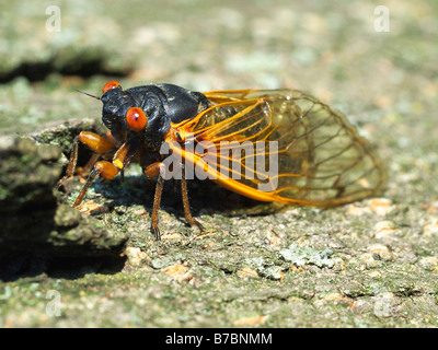 Vue rapprochée d'un 17 ans septendecim Pristimantis Cicada Banque D'Images