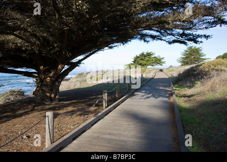 Promenade en bois et l'arbre relatif, San Simeon State Park, San Simeon, California, USA Banque D'Images