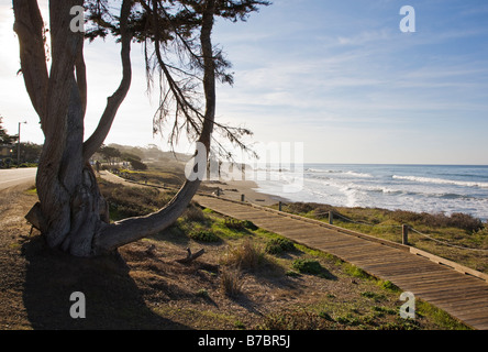 Promenade en bois et l'arbre relatif, San Simeon State Park, San Simeon, California, USA Banque D'Images