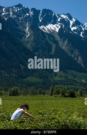 Cueillir des fraises dans la région de Pemberton, BC, Canada Banque D'Images