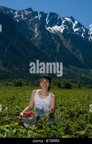 Cueillir des fraises dans la région de Pemberton, BC, Canada Banque D'Images