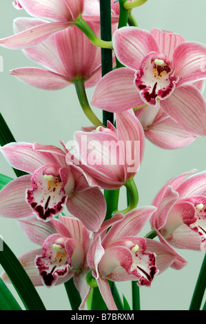 Rose hybride Cymbidium Orchidée teinte La teinte rouge asiatique exotique fleurs fleur qui s'épanouit depuis longtemps d'une durée Banque D'Images