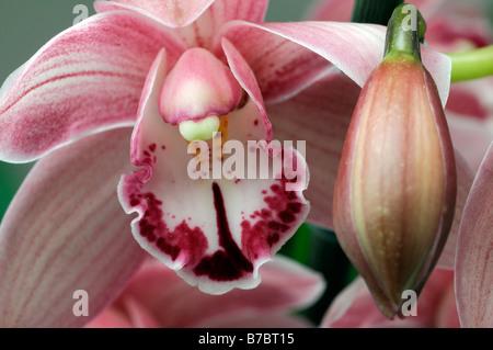 Rose hybride Cymbidium Orchidée teinte La teinte rouge asiatique exotique fleurs fleur qui s'épanouit depuis longtemps d'une durée Banque D'Images