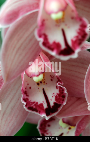 Rose hybride Cymbidium Orchidée teinte La teinte rouge asiatique exotique fleurs fleur qui s'épanouit depuis longtemps d'une durée Banque D'Images
