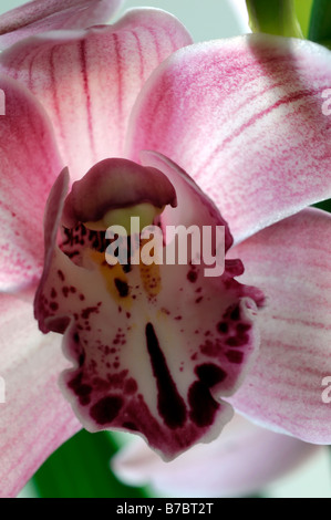 Rose hybride Cymbidium Orchidée teinte La teinte rouge asiatique exotique fleurs fleur qui s'épanouit depuis longtemps d'une durée Banque D'Images