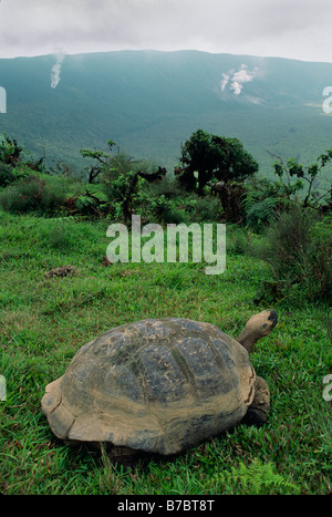 Une tortue des Galapagos sur la jante de ALCEDO VOLCANO ISLAND Îles Galapagos ÉQUATEUR ISABELLA Banque D'Images