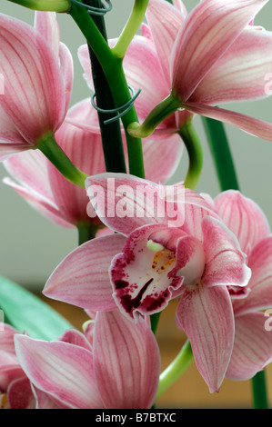 Rose hybride Cymbidium Orchidée teinte La teinte rouge asiatique exotique fleurs fleur qui s'épanouit depuis longtemps d'une durée Banque D'Images
