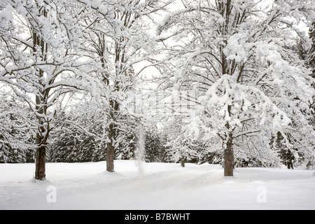 Paysage de neige de l'hiver dans la vallée Koscieliska, Tatras, Pologne Banque D'Images