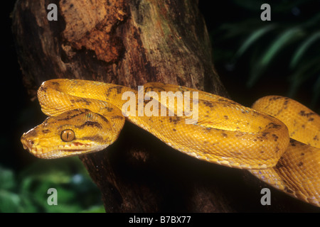 Amazon Tree Boa jaune (Corallus enydris enydris) Banque D'Images