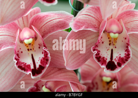 Rose hybride Cymbidium Orchidée teinte La teinte rouge asiatique exotique fleurs fleur qui s'épanouit depuis longtemps d'une durée Banque D'Images
