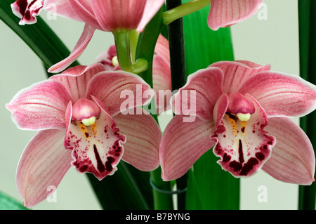 Rose hybride Cymbidium Orchidée teinte La teinte rouge asiatique exotique fleurs fleur qui s'épanouit depuis longtemps d'une durée Banque D'Images