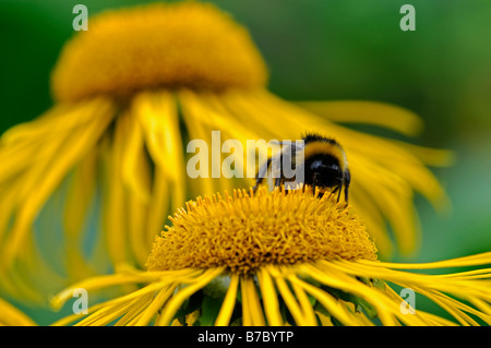 Cultivar d'échinacée l'échinacée abeille nectar pollen pollinisation collecter la collecte Banque D'Images