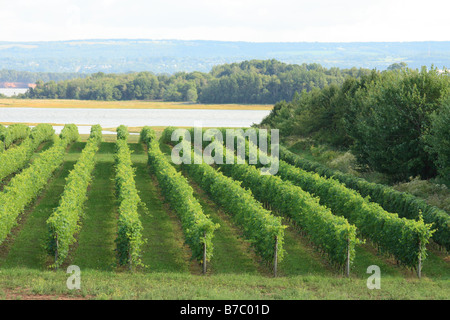 D'un vignoble dans la vallée de l'Annapolis, en Nouvelle-Écosse, Canada Banque D'Images